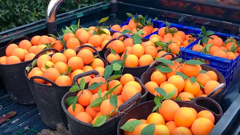 IMPUESTOS NARANJAS PRODUCTORES