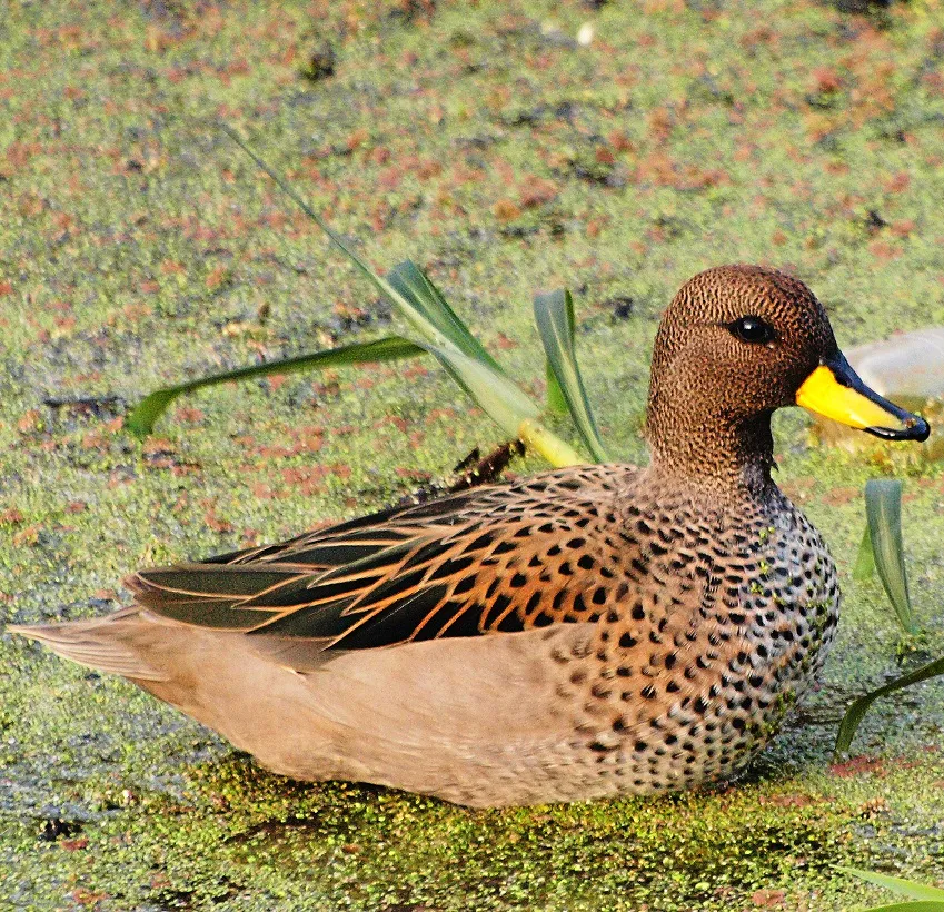 portada-pato-barcino