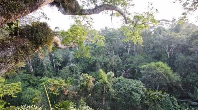 Bosques