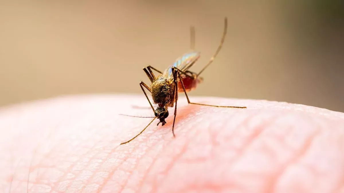 Mosquito_1