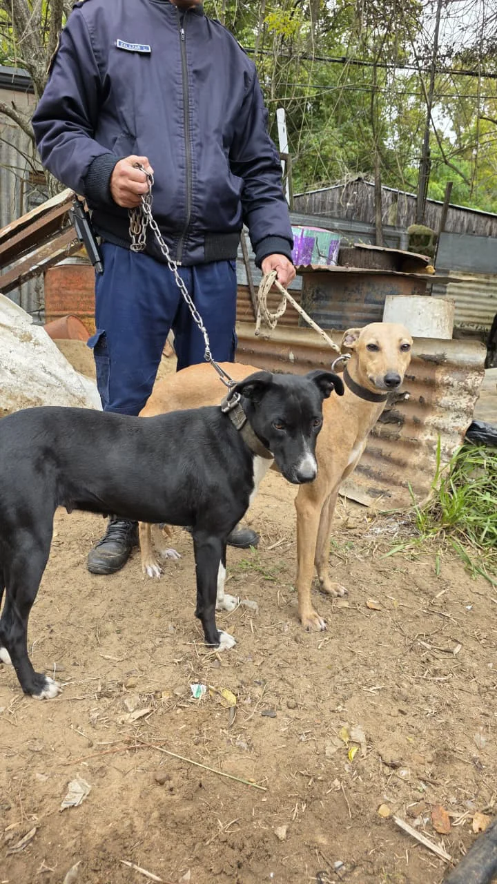 LA PER RESCATO OCHO PERROS EN MALAS CONDICIONES