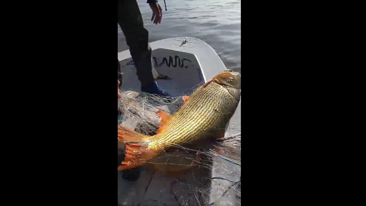 Dorados I