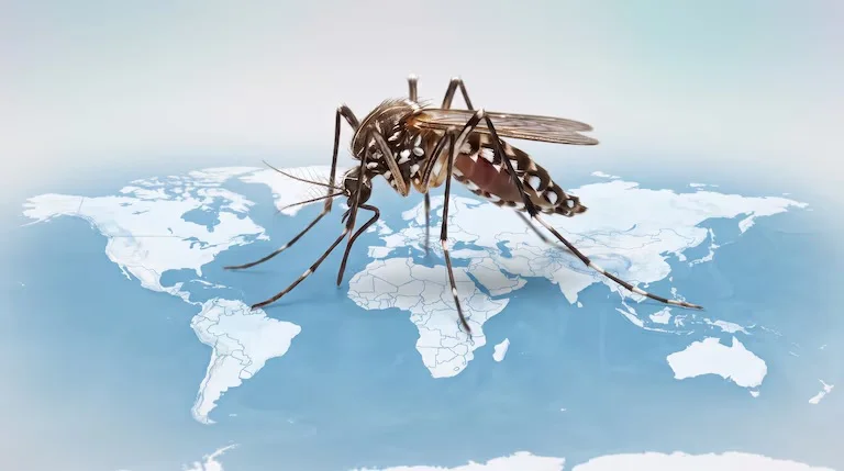 dengue