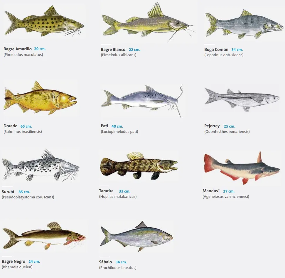 PECES CARU