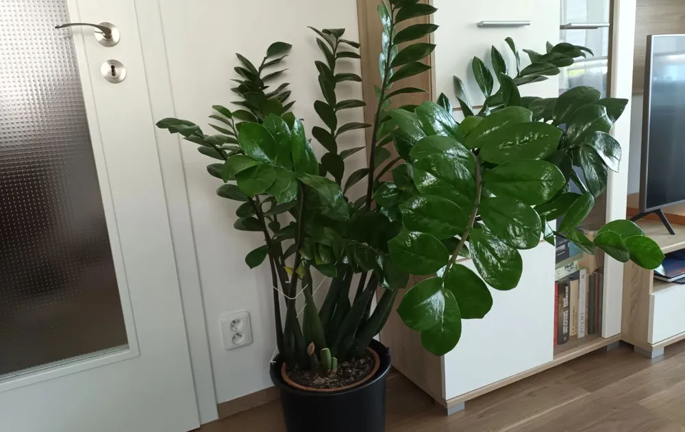 planta-la-puerta-feng-shui (1)