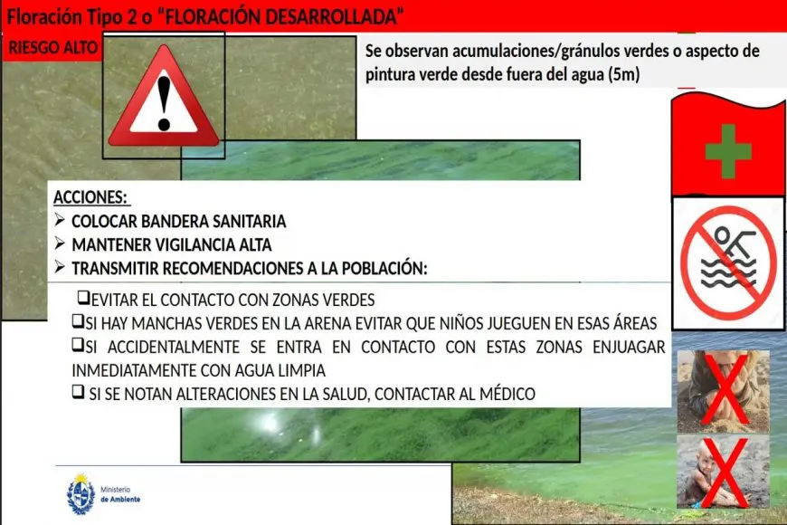 algas