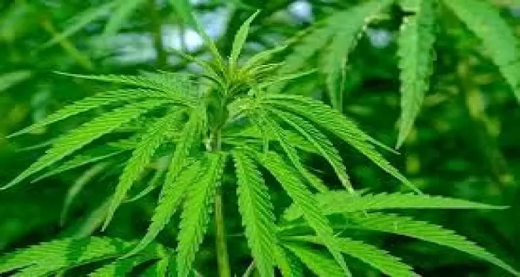 cannabis