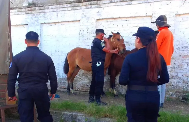 OPERATIVOS - TRACCIÓN A SANGRE (4)