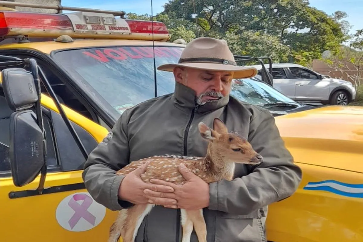 rescate ciervo axis
