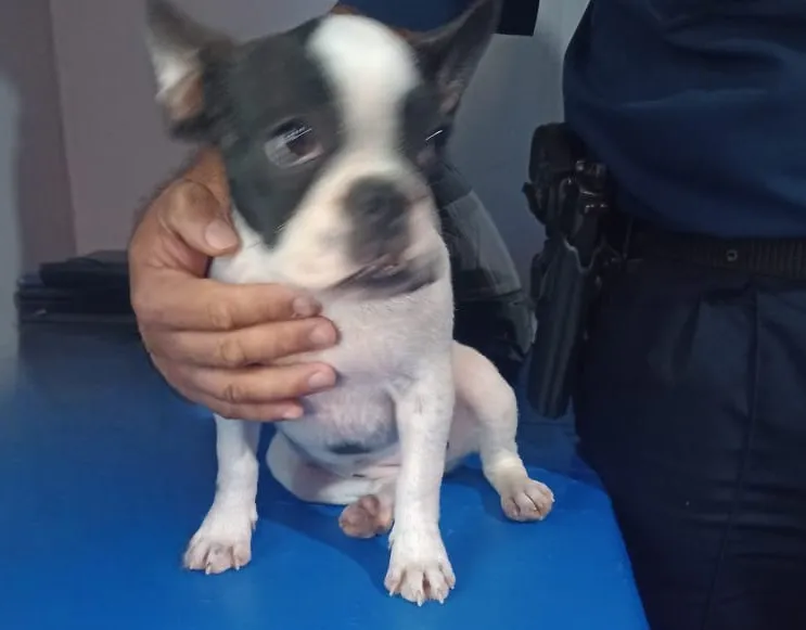 perro robado 1