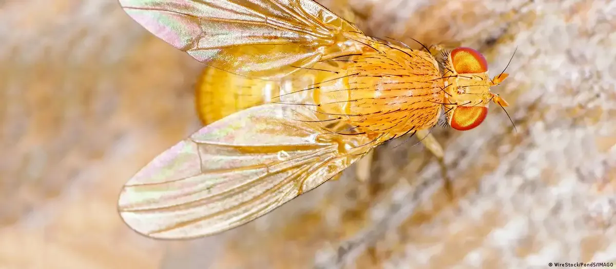 mosca