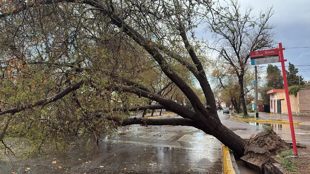 mendoza