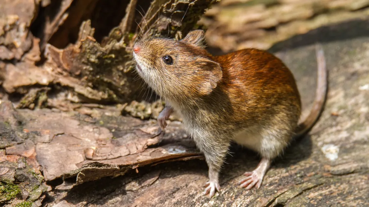 raton-colilargo-hantavirus