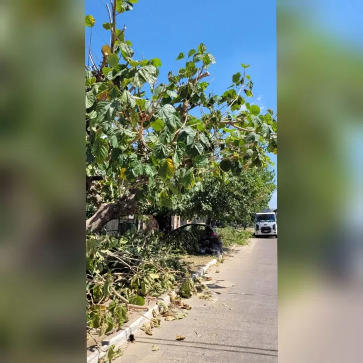 Poda y reclamos de vecinos 2