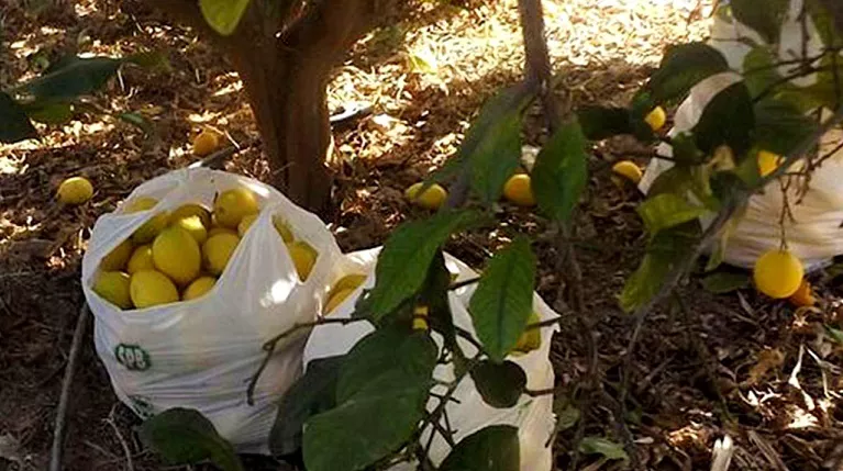 Detenido por robar limones