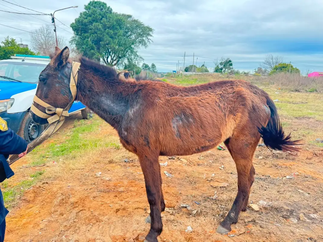 Caballo-en-mal-estado-en-Concordia