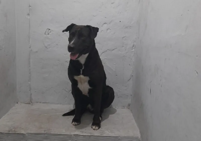 Perro