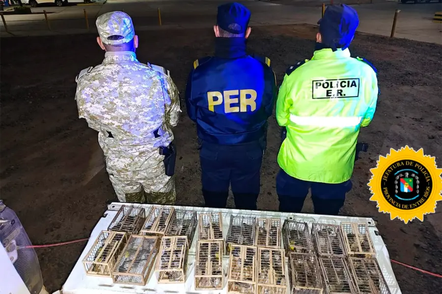 Incautaron 70 jilgueros que llevaban en una camioneta que evadió un control
