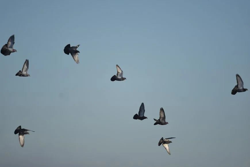 pqXiDyH18_870x580__1