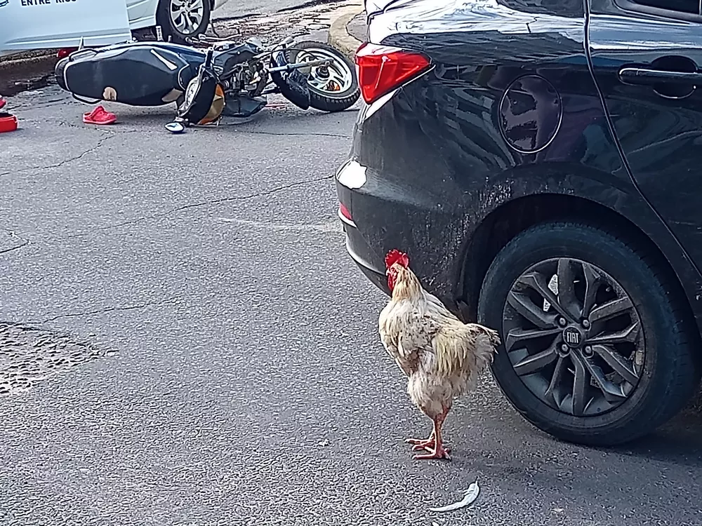 CON GALLINAS Y POLLITOS