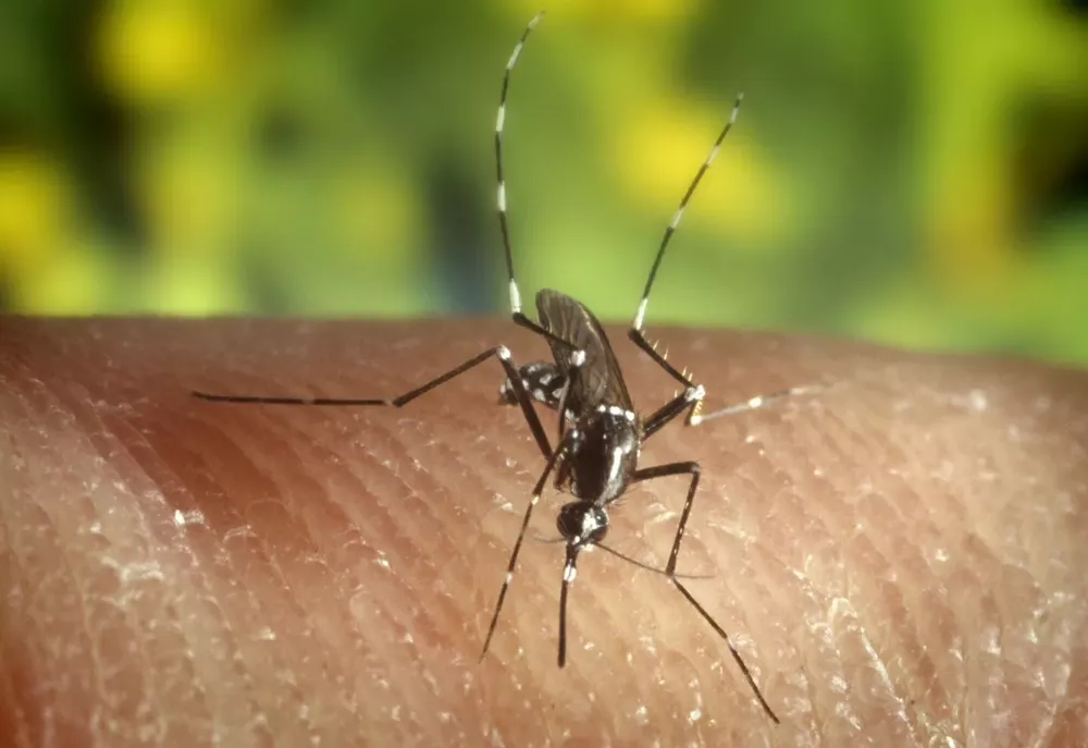 Mosquito_1
