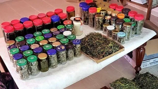 cannabis