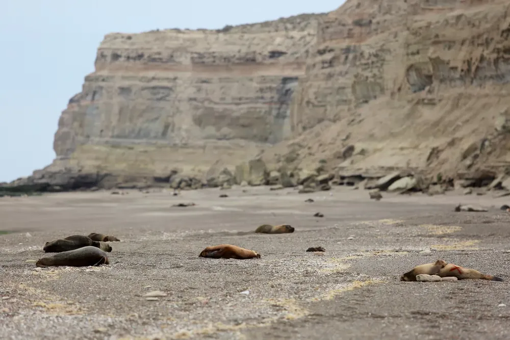 lobos marinos