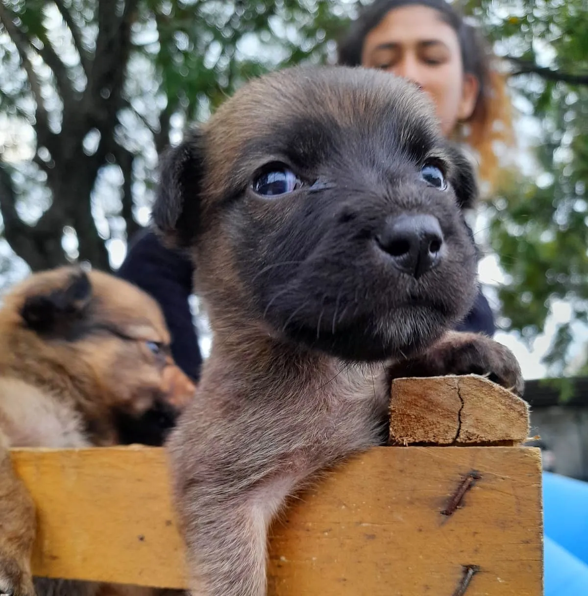 VETERINARIA MUNICIPAL (2)