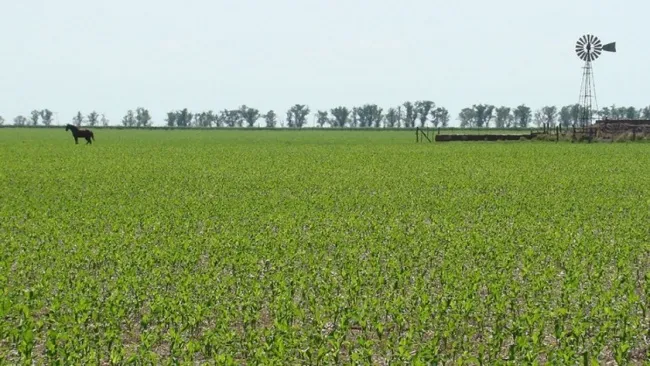 CAMPO