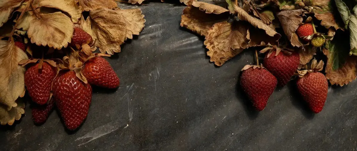 frutillas secas, sequía
