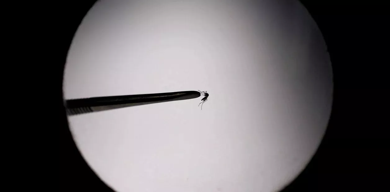 Dengue_1