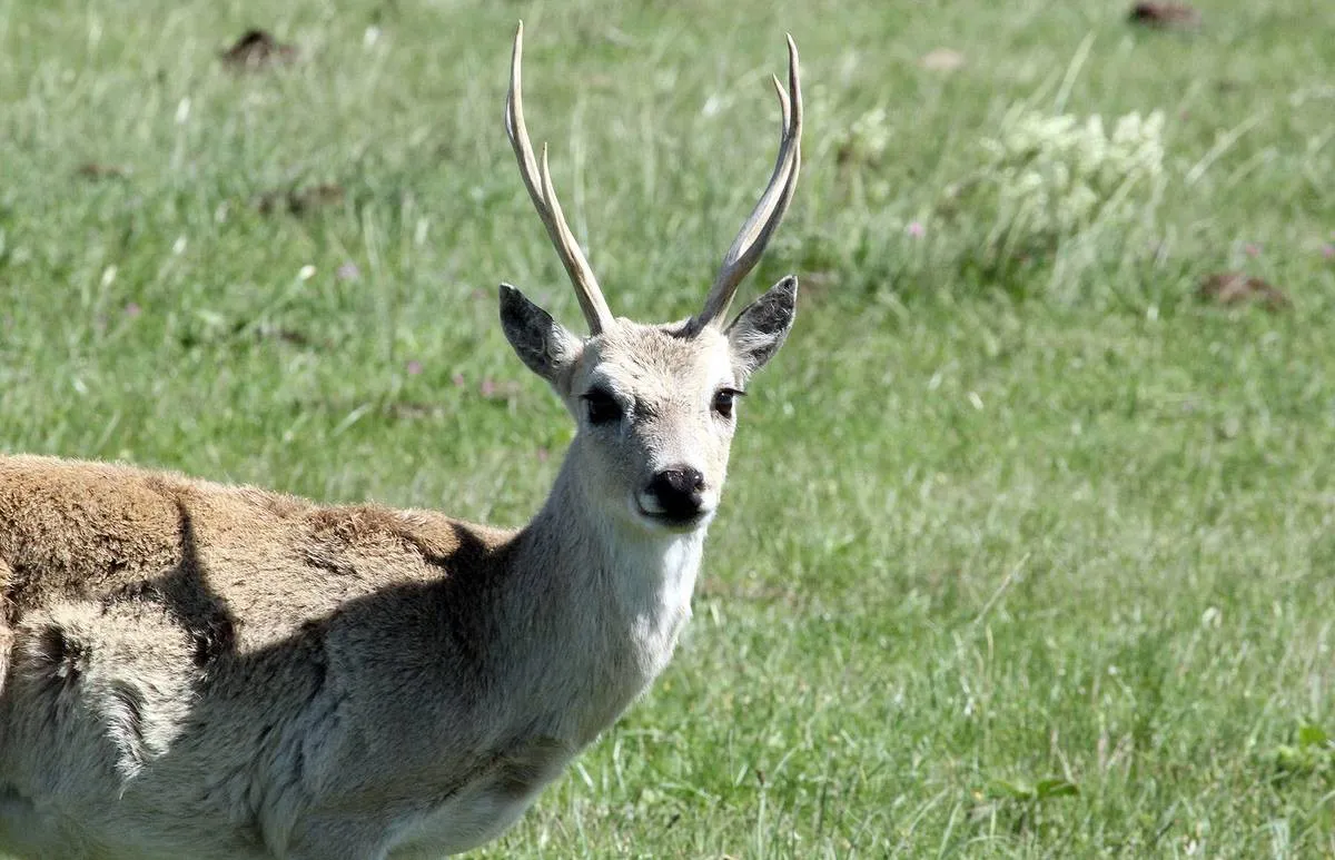VENADO