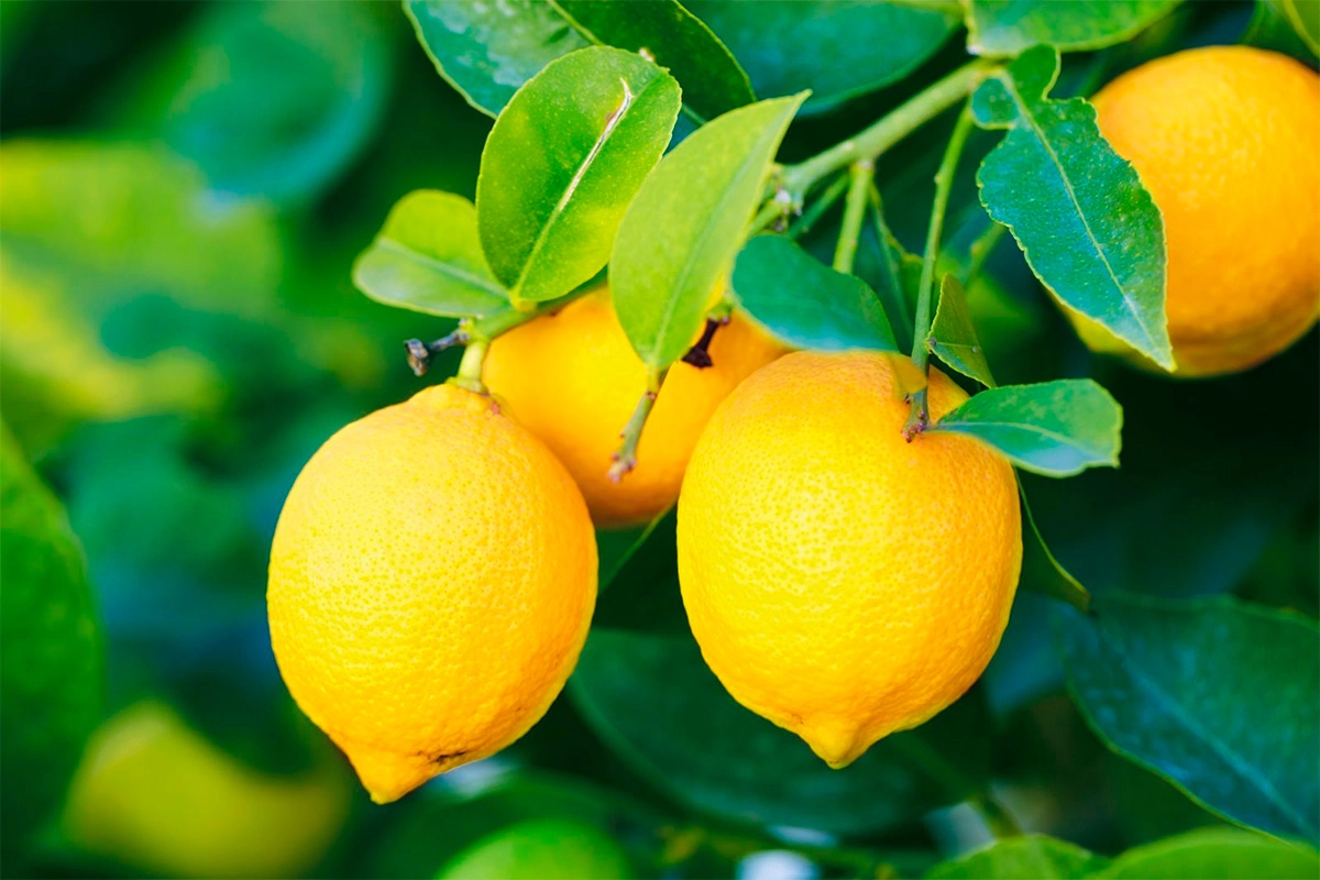 limon