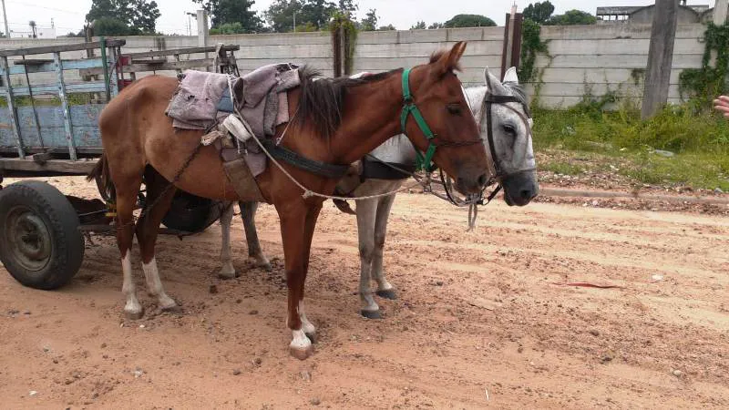 Equinos