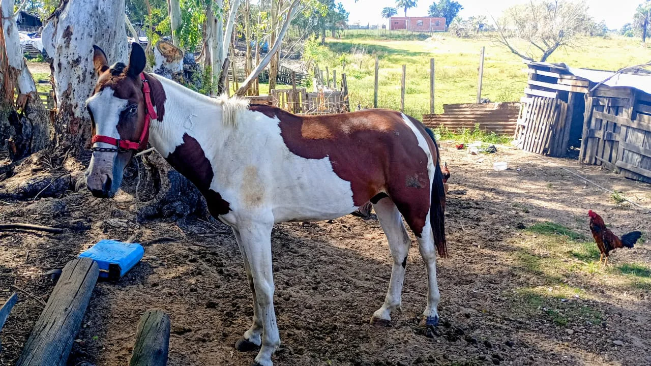 caballo