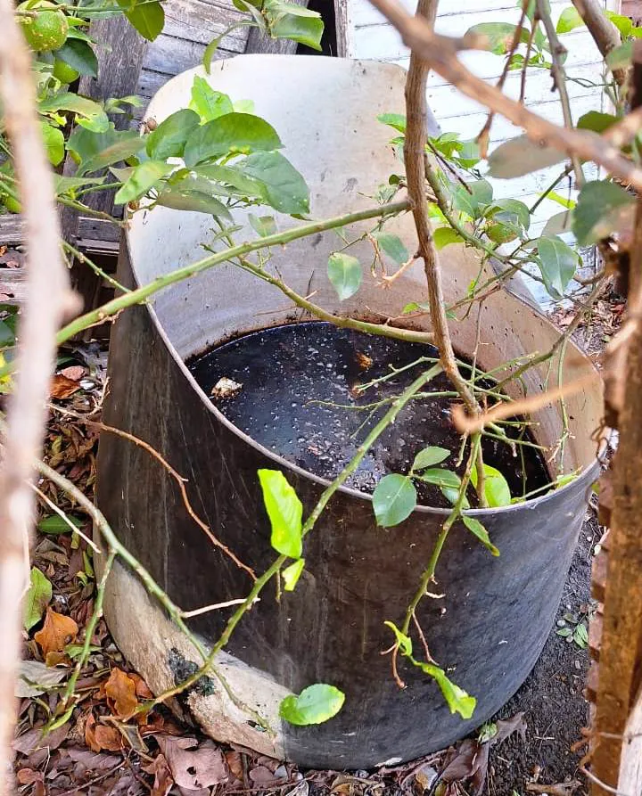 Dengue 1