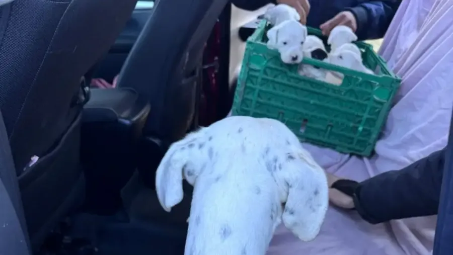 perros-rescatados-en-concordia-e1781661557593