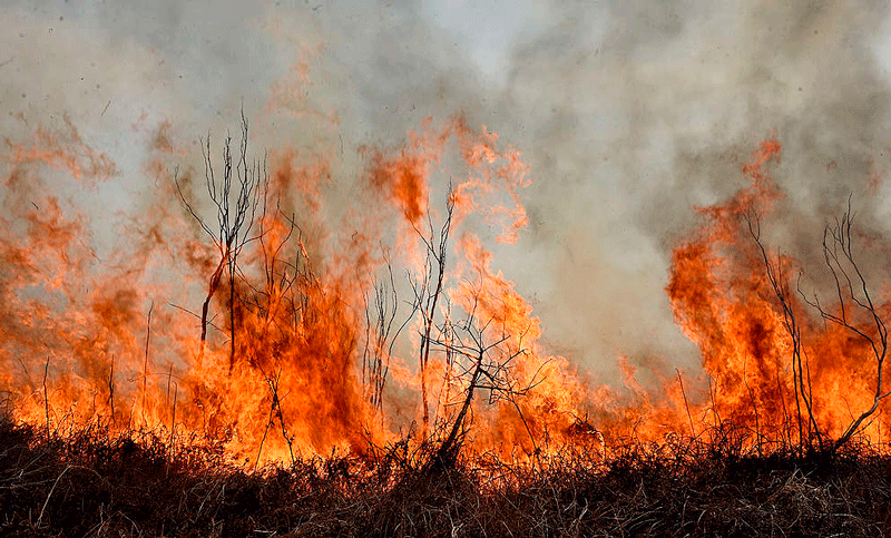Incendio forestal