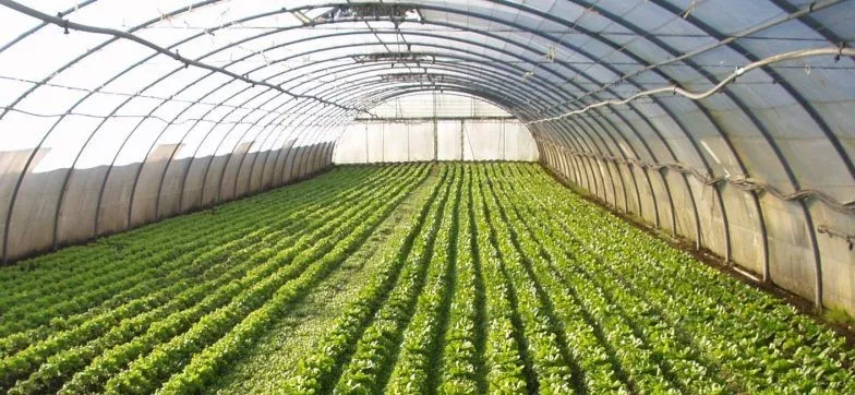 Producción hortícola