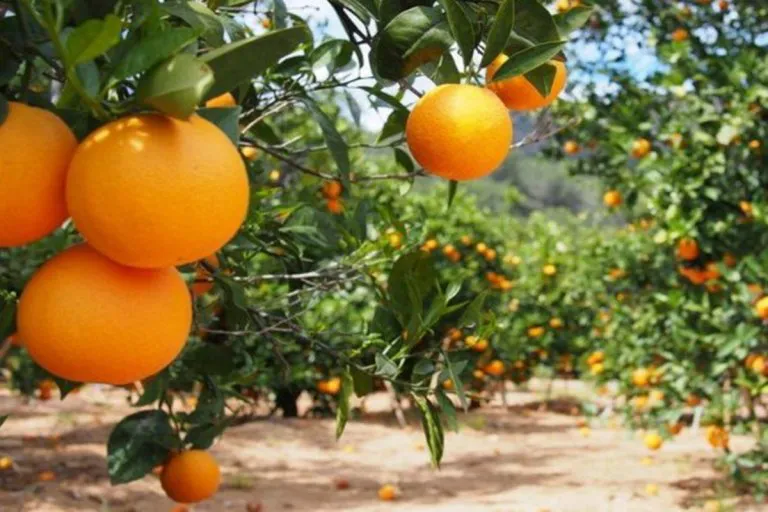 citrus