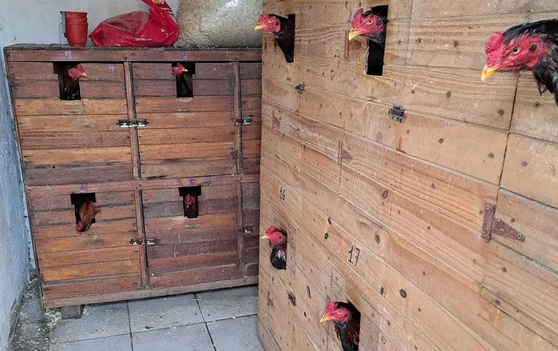 RIÑAS DE GALLOS (1)
