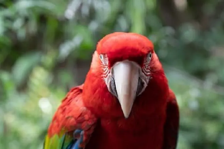 guacamayo