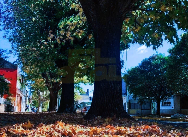 Otoño - diario EL SOL