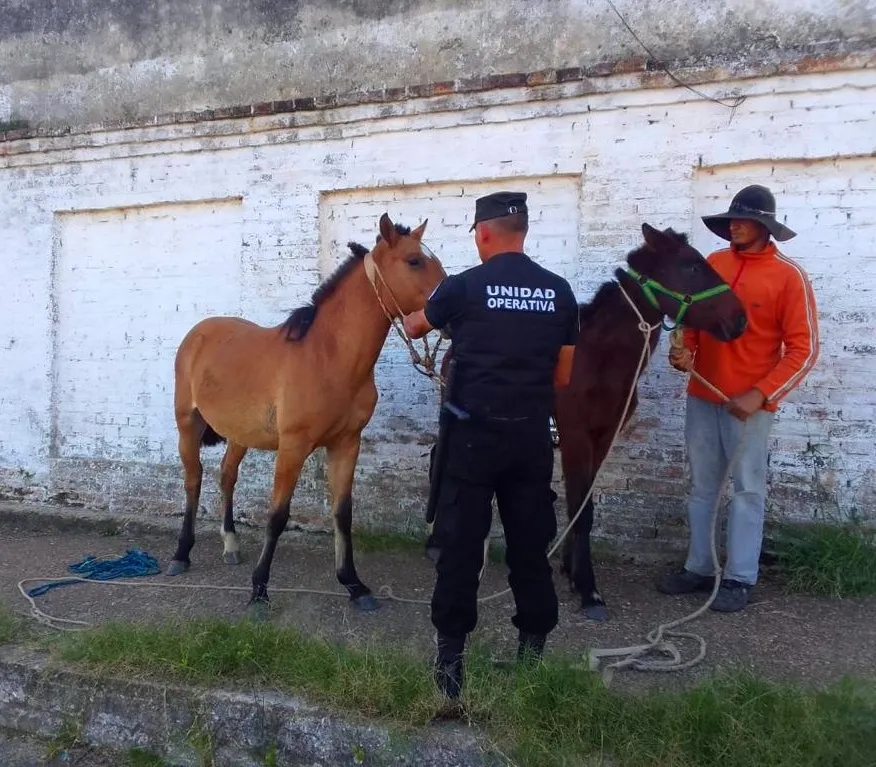 OPERATIVOS - TRACCIÓN A SANGRE - MALTRATO ANIMAL (8)