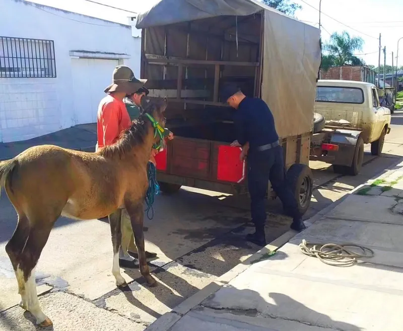 OPERATIVOS - TRACCIÓN A SANGRE (2)
