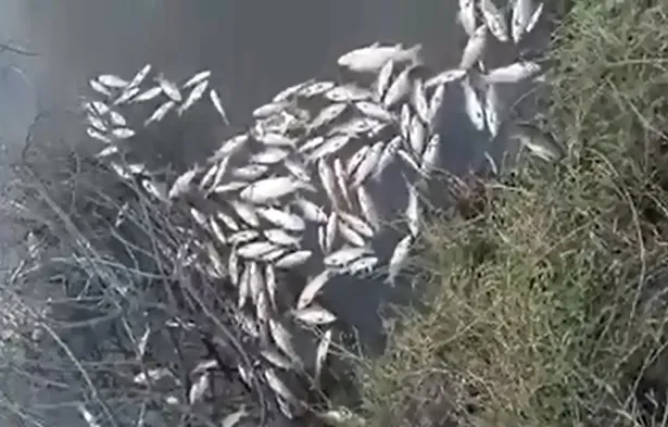 peces yuqueri chico