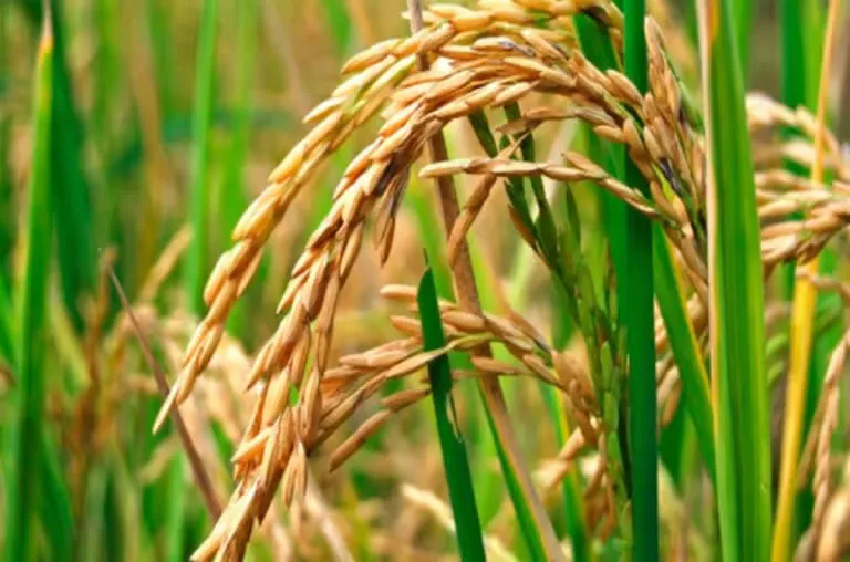 Lino, cosecha, sequía, campo