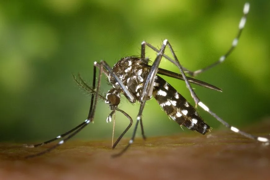 Dengue_7