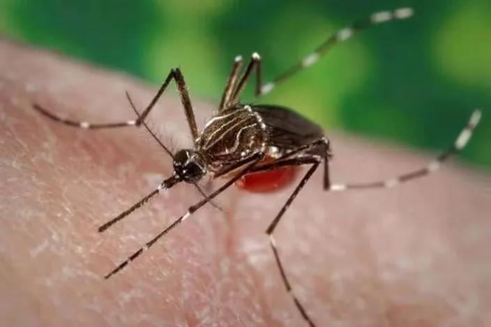 dengue