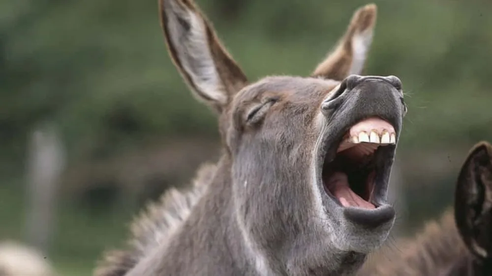 Polémica: empezaron a vender carne de burro en las carnicerías argentinas a un "precio accesible"